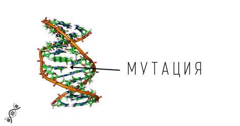 Мутации: главный источник изменений в генетической информации