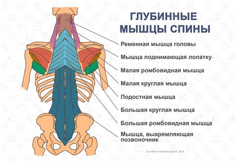 Мышцы и их функции в левой области спины