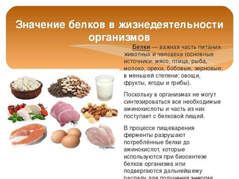 Мясо как важный источник необходимых питательных веществ в рационе питания