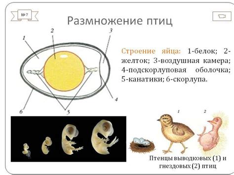 Наличие неспособности для размножения у животных: анализ и выявление