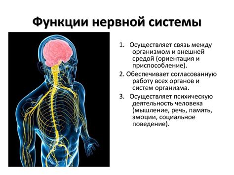 Нарушение функции нервной системы: влияние на ощущения в конечностях