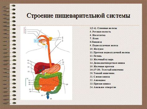 Негативное влияние на функционирование пищеварительной системы