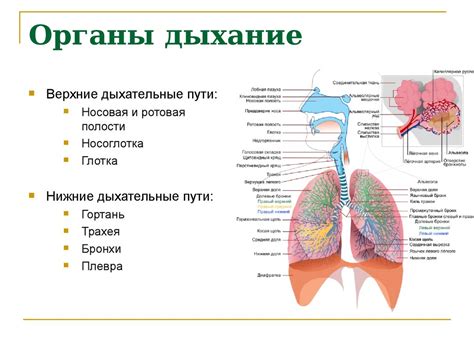 Негативные последствия вдыхания серной кислоты и их влияние на органы дыхания