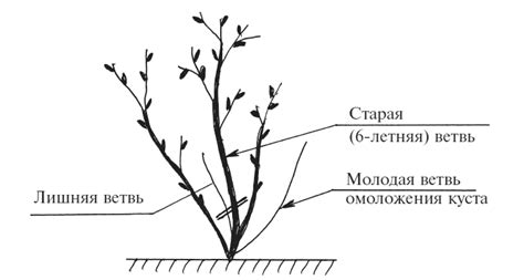 Недостаток поллинизаторов