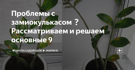 Недостаток регулярного орошения: как избежать проблемы с замиокулькасом