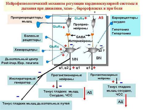 Нейрофизиологический механизм снов с ситуациями автомобильной похищения