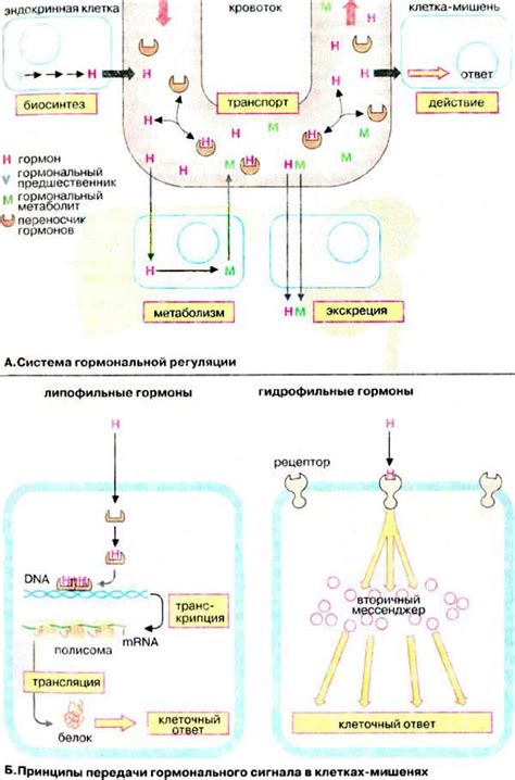 Необходима для образования гормонов и ферментов