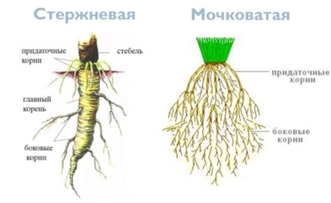 Необходимость проверки корневой системы