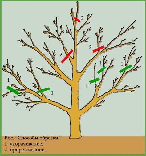 Неправильное обрезание и формирование кроны