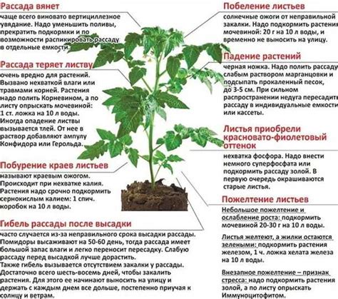 Несоответствие условий выращивания