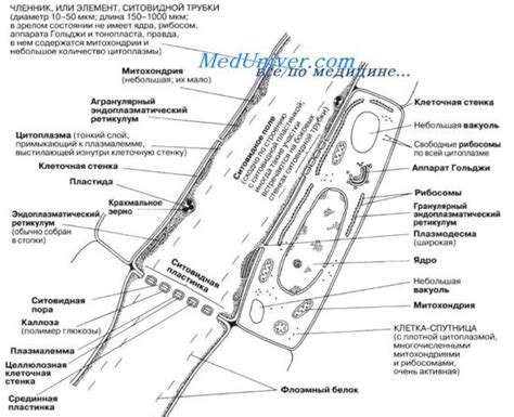 Обменные механизмы и взаимодействие ситовидных трубок с другими органами растения