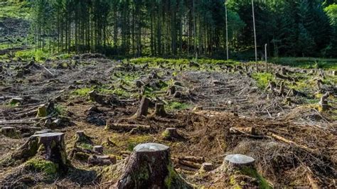 Обновление армянских лесов после пожаров и удаления деревьев