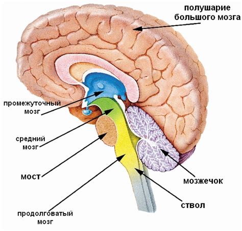 Обработка данных в слуховом нерве и передача их в мозг