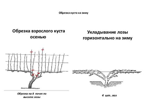 Обрезка и формирование куста шфэк