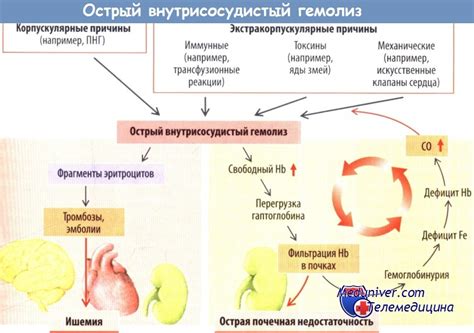 Общая информация и причины развития анемии гемолитической