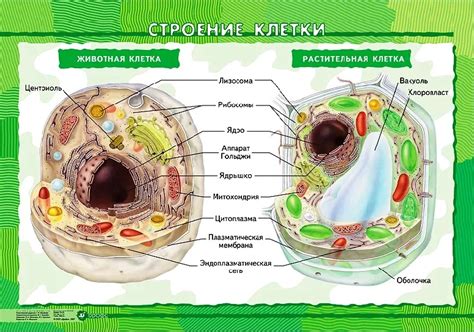 Общая структура клеток растений и животных