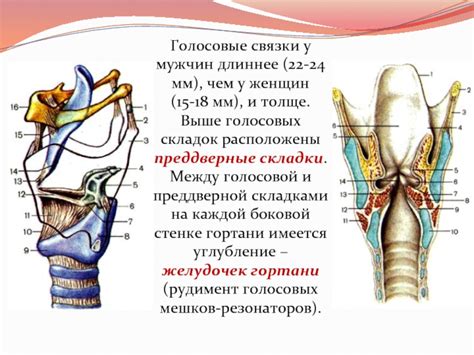 Описание паралича голосовых складок и гортани