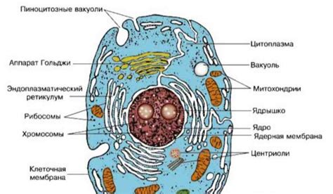 Определение клетки как фундаментальной единицы жизни