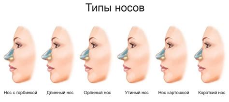 Определение основных принципов, лежащих в основе изменения формы носа