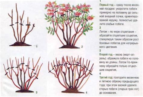 Оптимальные методы обрезки рябчика после процесса цветения: основные правила и проверенные техники