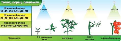 Оптимальные периоды и частота удобрения растения