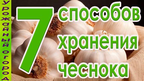 Оптимальные условия хранения чесночных головок: секреты свежести и долговечности