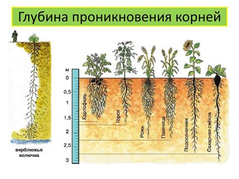 Оптимальный режим полива и влажность для тропического кустарника