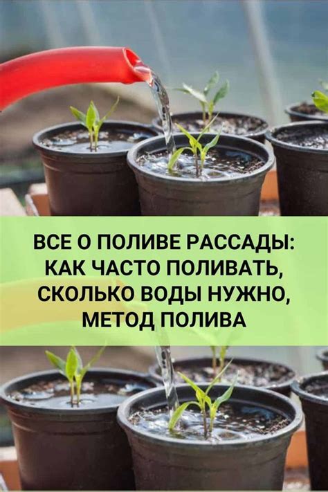 Оптимальный режим полива опунции: сколько и как часто поливать