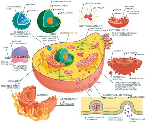 Органеллы клетки и их значение для клеточных функций