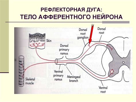 Организация внутренней структуры рефлекторной дуги