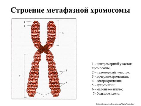 Организация генетической информации: неотъемлемая роль хромосом
