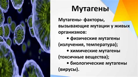 Организация обмена веществ в клетке: влияние ядра на процессы жизнедеятельности