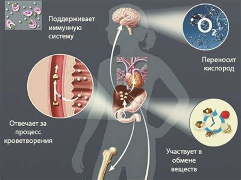 Основная клиника избытка железа в организме у представительниц прекрасного пола