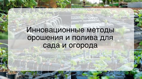 Основные методы орошения и ухода за виноградными лозами осенью