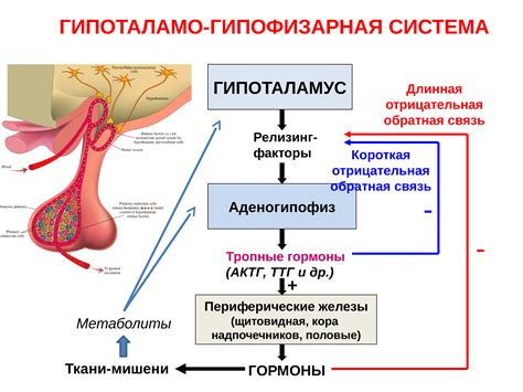 Основные механизмы противостояния