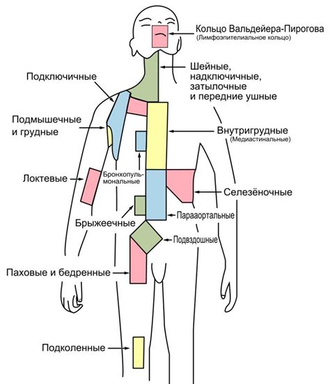 Основные признаки воспаления лимфоузла в области паха у представительниц прекрасного пола