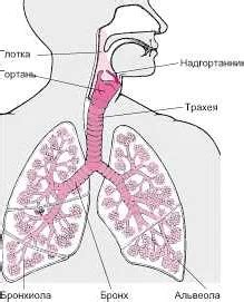Основные принципы и цель искусственной респирации: взаимодействие с дыхательной системой организма