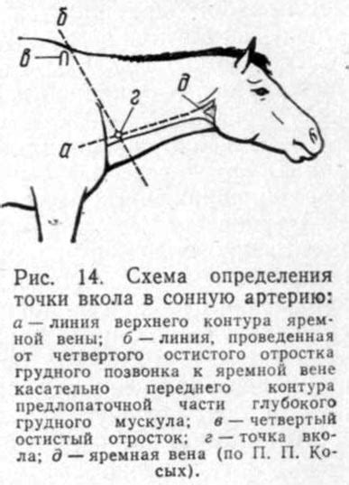 Основные причины возникновения устойчивого насмешливого выражения лица у лошади