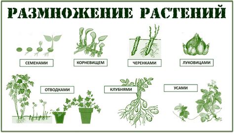 Основные способы и приемы борьбы с непригодными растениями в саду осенью