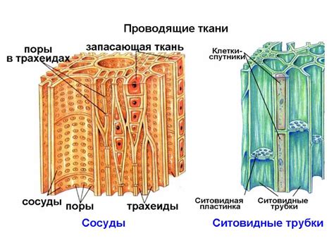 Основные функции и значение ситовидных трубок для растений