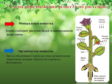 Основные элементы растения и их роль в цветке