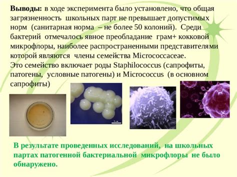 Основы ликвидации кокковой микрофлоры: ключевые аспекты и факторы возникновения