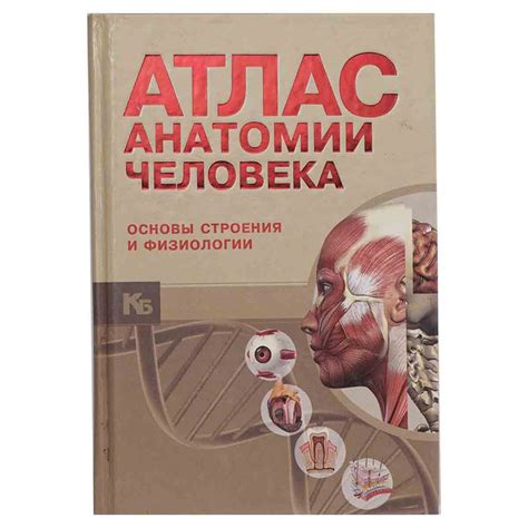 Основы строения и функционирования органов: изучение анатомии и физиологии