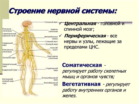 Основы электрохимического взаимодействия в нервной системе