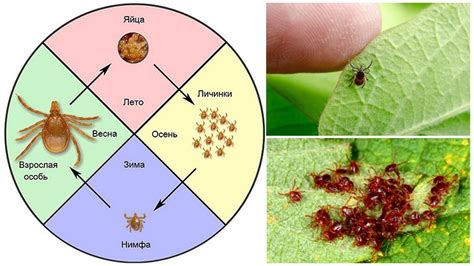 Особенности активности клещей в различных климатических условиях