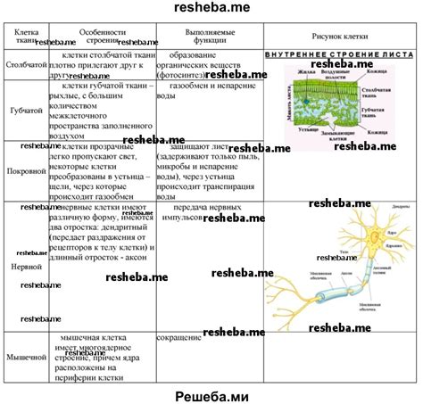 Особенности аналогичных клеток в сравнении с обычными