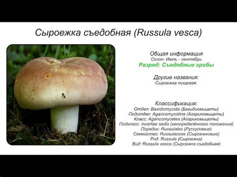 Особенности вкусовых и ароматических качеств натурального ванильного продукта