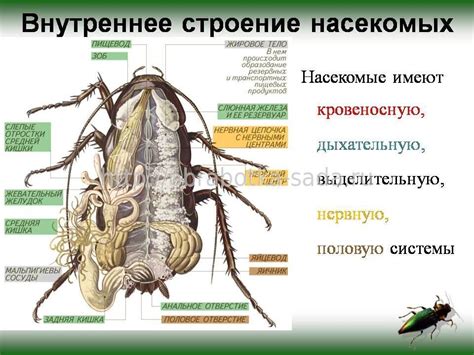 Особенности выявления насекомых в постели