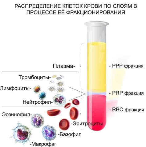 Особенности исследования состояния плазмы крови