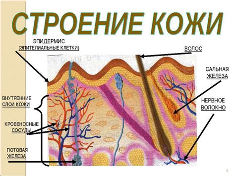 Особенности кожного покрова на лице и в области шеи после достижения 40-летнего возраста